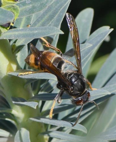 Vespa velutina